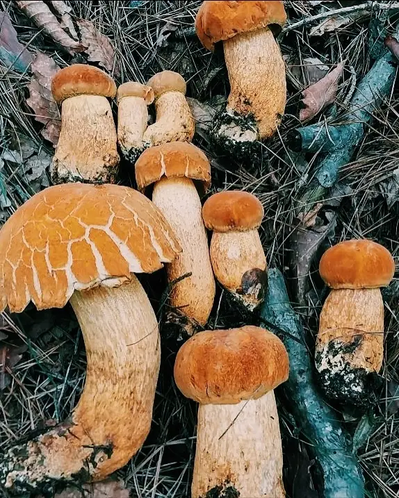 태안 숲의 자연 버섯